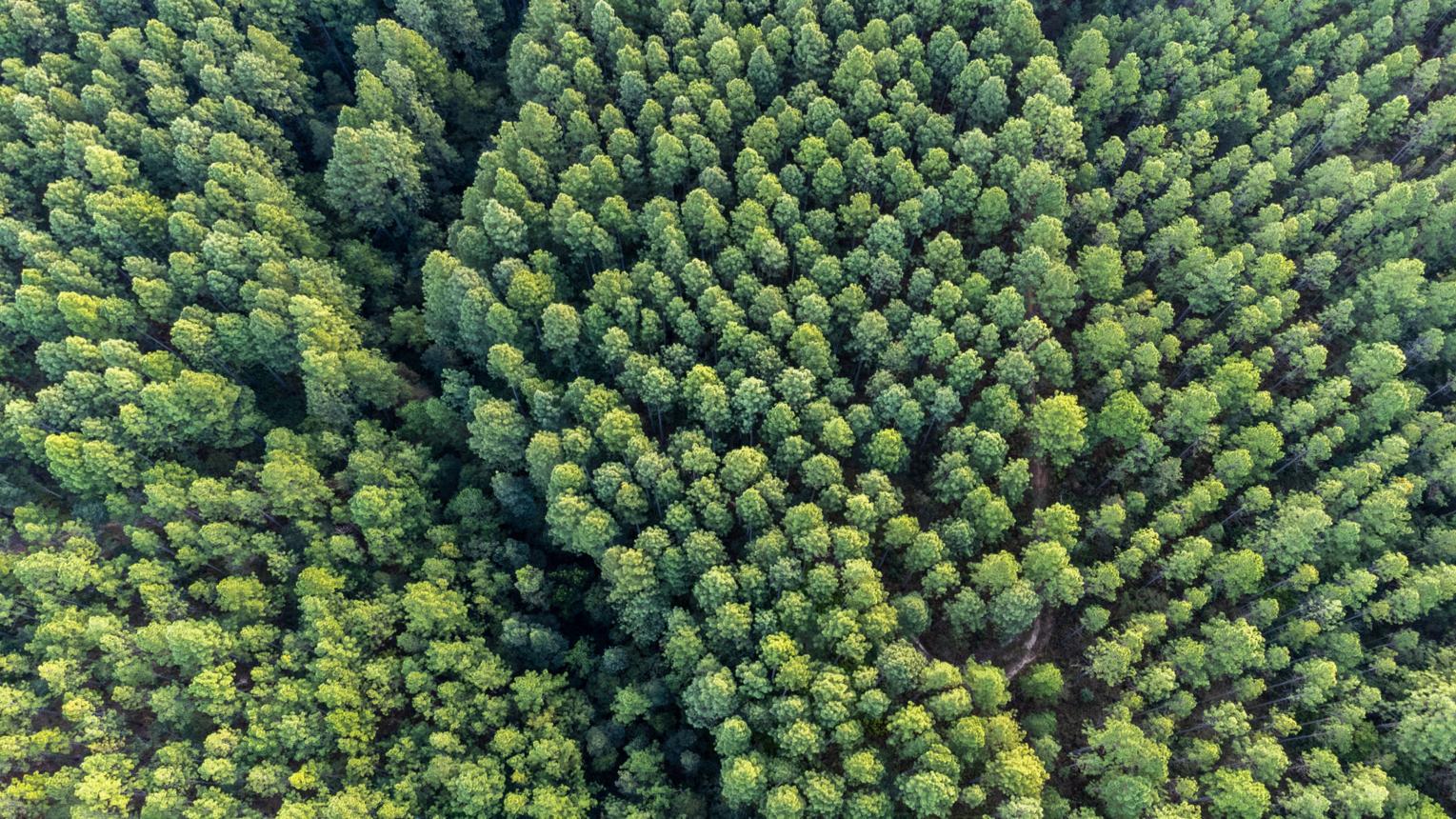 Reforestation