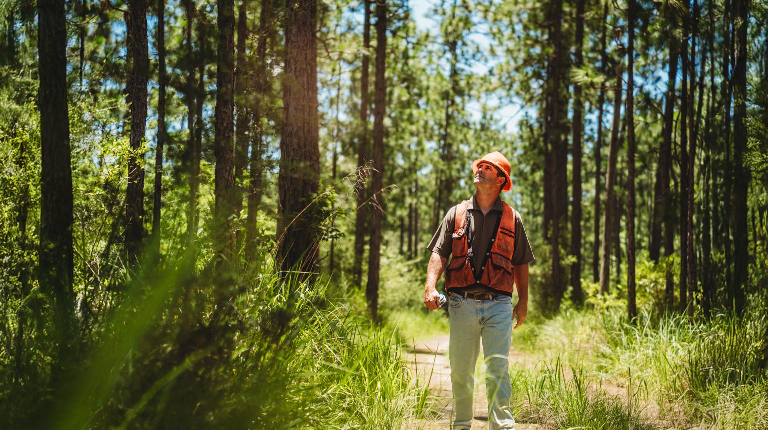 Forest management