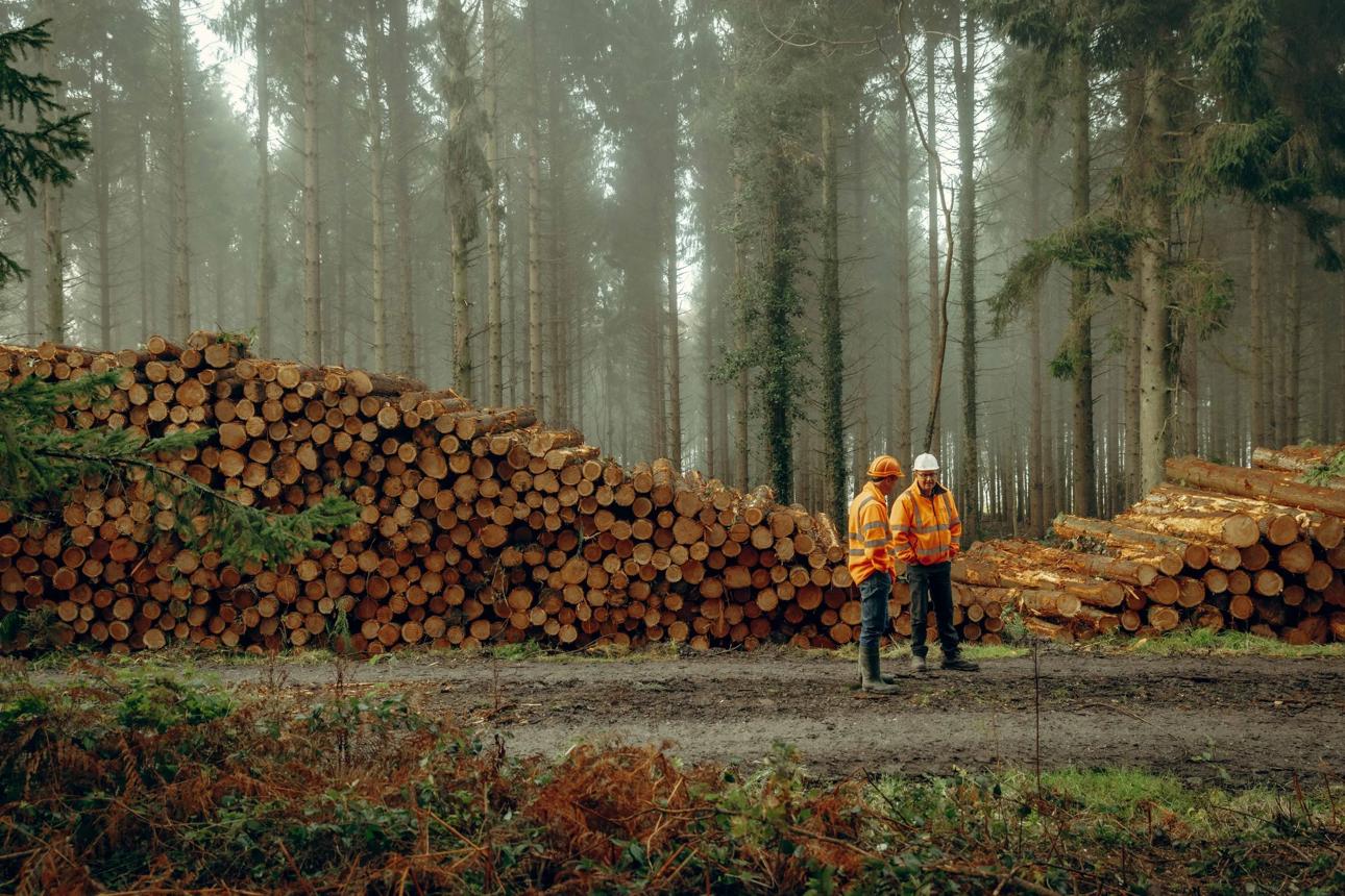 Timber production