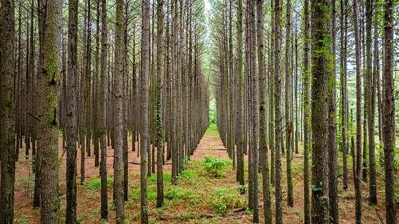 Silviculture